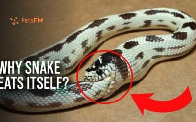 Learn if snakes can eat themselves to death [Answered]